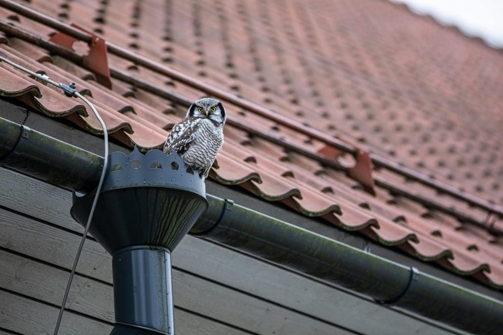 Why Gutter Cleaning Near Olympia Is Essential